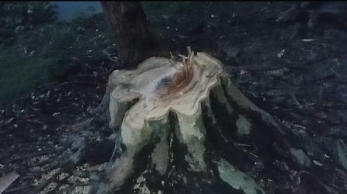 জোরপূর্বক বাগানের গাছ কাটা,বাধা দিলে মারধরের অভিযোগ