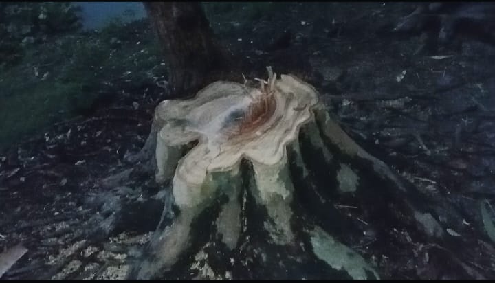 জোরপূর্বক বাগানের গাছ কাটা,বাধা দিলে মারধরের অভিযোগ